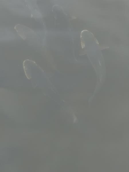 Several fish are gracefully swimming just beneath the surface of the water, their forms subtly illuminated by the light filtering through